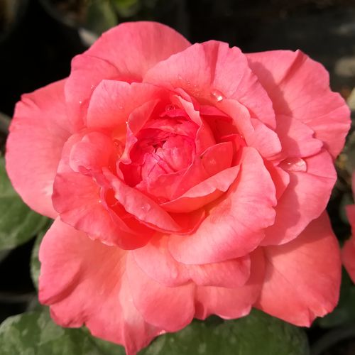 Rozenstruik - Webwinkel - theehybriden - roze - Rosa Succes Fou™ - matig geurende roos - Georges Delbard, Andre Chabert - Kersrode, geurende snijbloem.